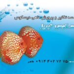 کارت ویزیت pvc - داتکو - 2219