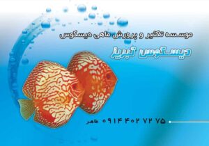 کارت ویزیت pvc - داتکو - 2219